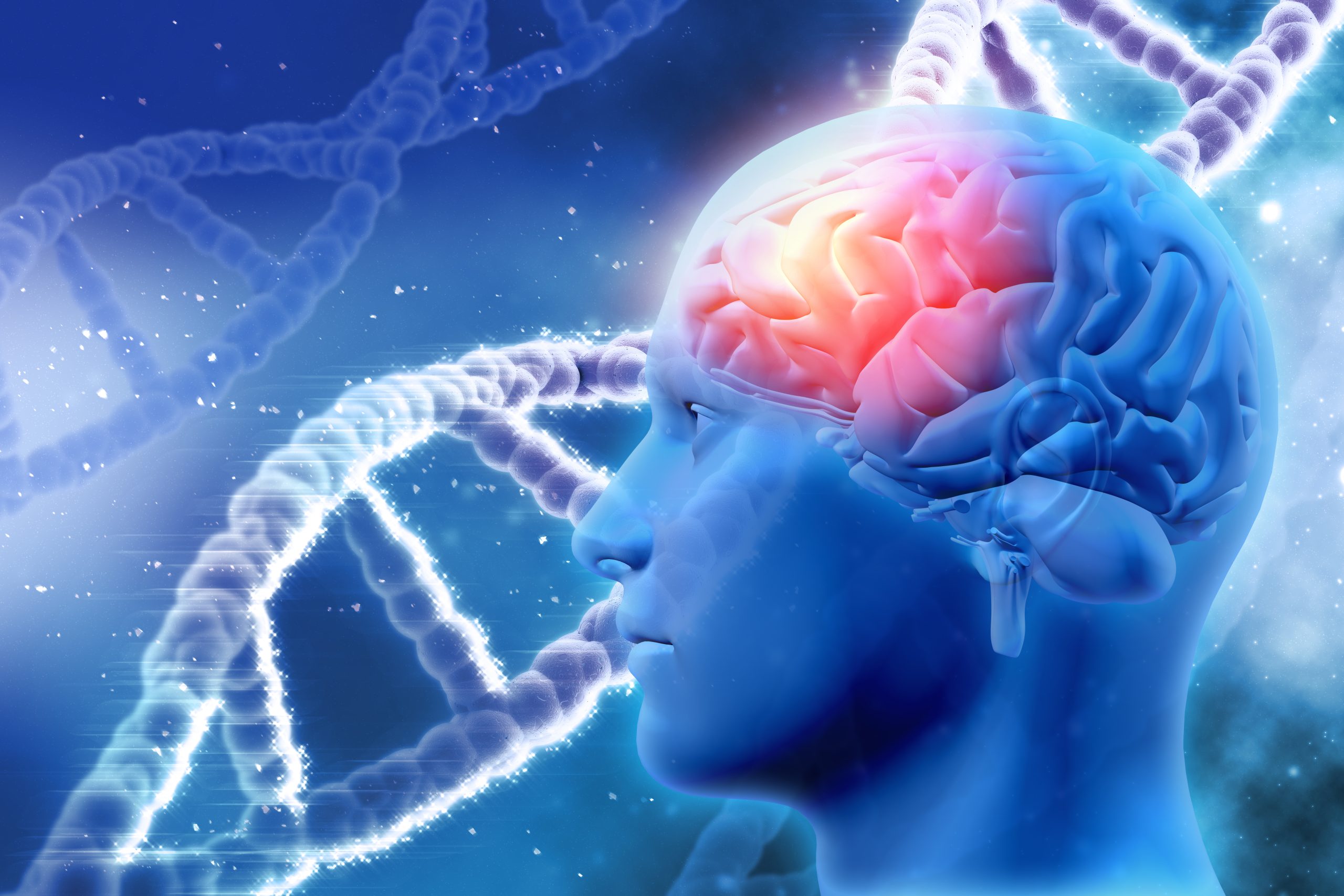 human-brain-scaled-1.jpg